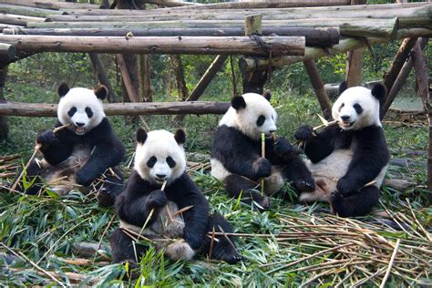 where are pandas from in china